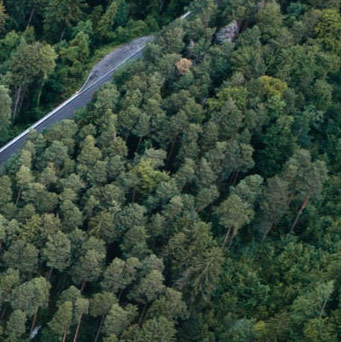 Aerial image of forest.